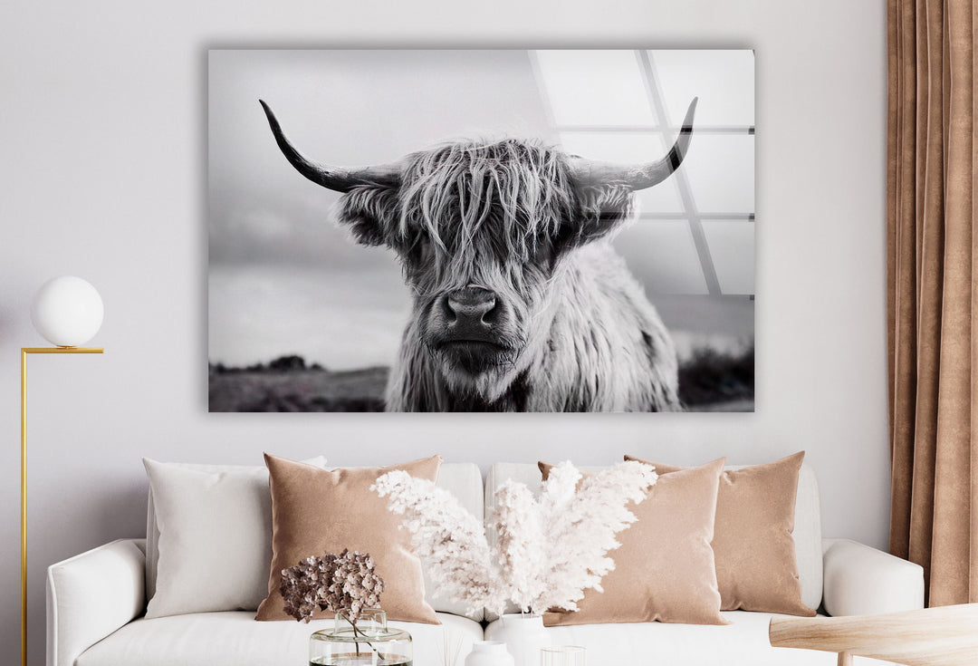 Scottish Cow Glass Wall Art glass photo prints, glass picture prints