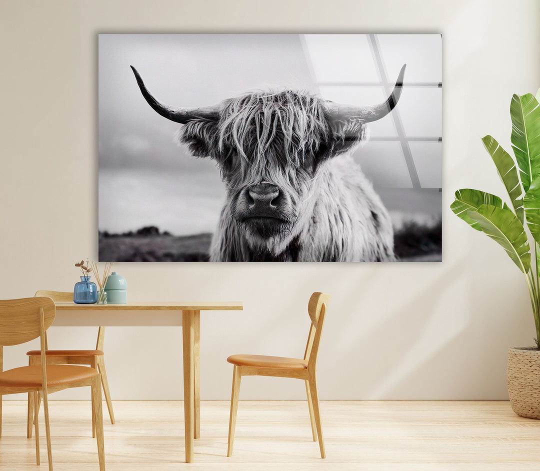 Scottish Cow Glass Wall Art photo print on glass, prints on glass wall art