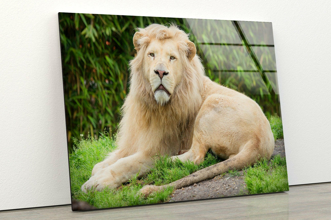 Safari Lion Glass Wall Art art glass wall art, glass wall art pictures