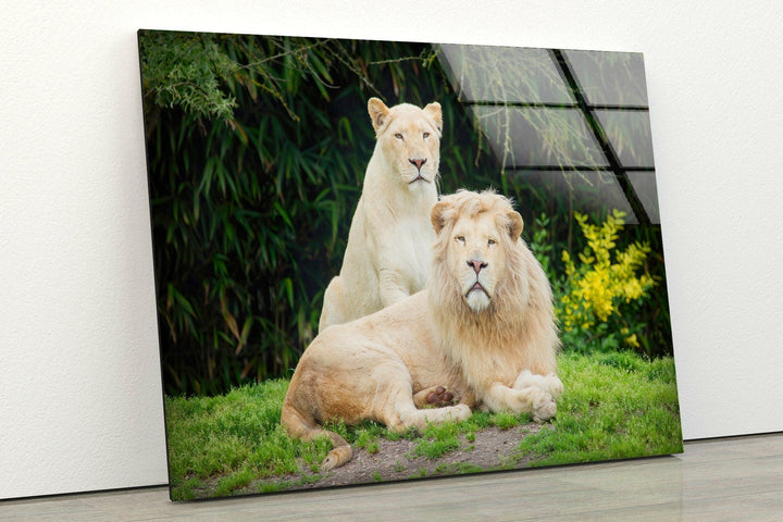 Lion Family Glass Wall Art print picture on glass, Tempered Glass Wall Art