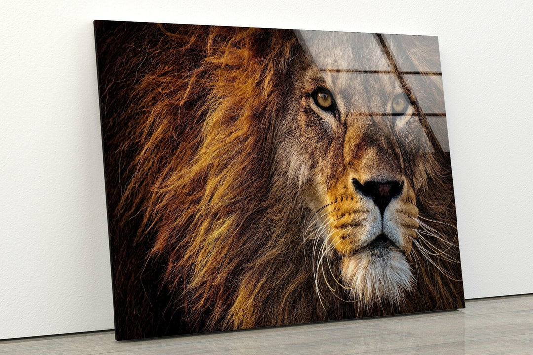 Lion Wild Life Glass Wall Art glass art painting, glass art for the Wall