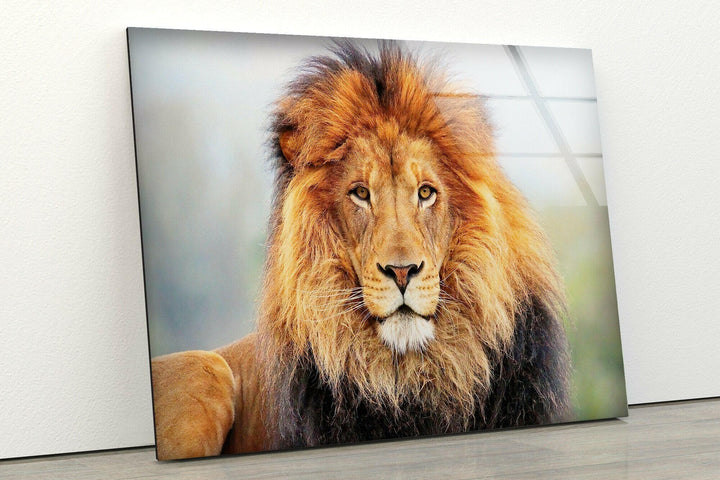 Lion King View Glass Wall Art glass pictures for Wall, glass prints wall art