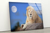 White Lion Sitting Glass Wall Art picture on glass wall art, photos printed on glass