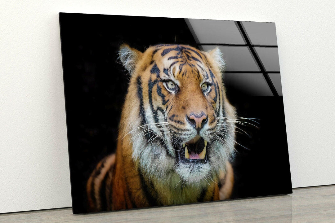 Sumatran Tiger Glass Wall Art photo print on glass, prints on glass wall art