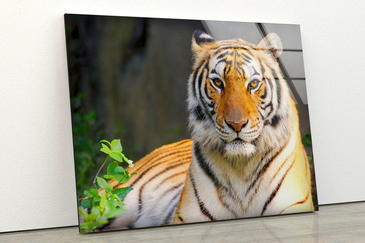 Wildlife Tiger Glass Wall Art Glass Printing Wall Art, Print photos on glass