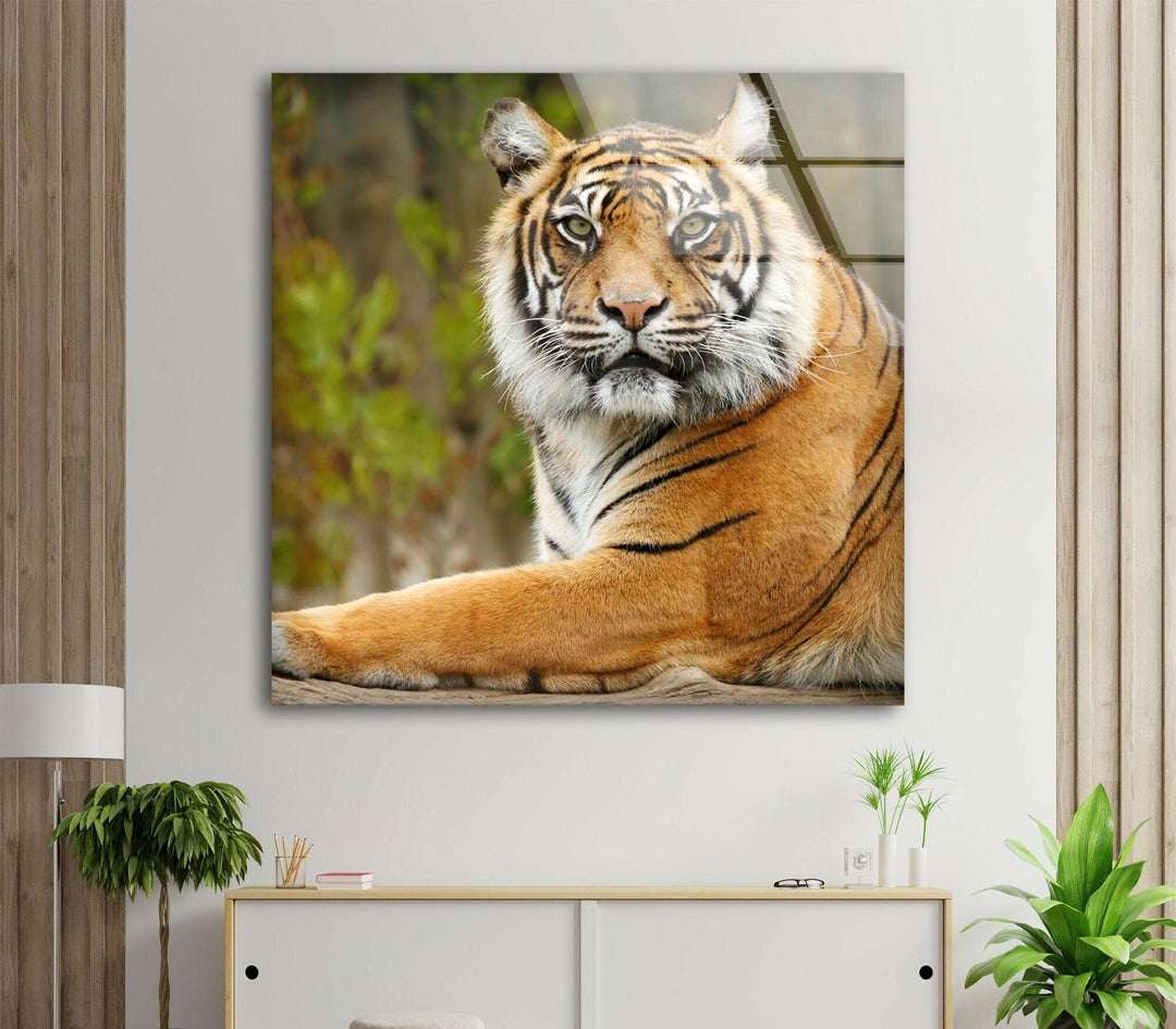 Tiger View Glass Wall Art glass photo prints, glass picture prints