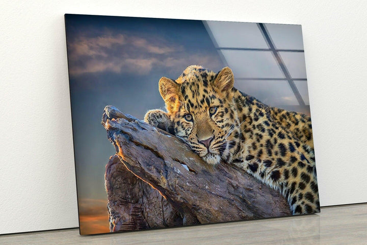 Majestic Amur Leopard Glass Wall Art picture on glass wall art, photos printed on glass