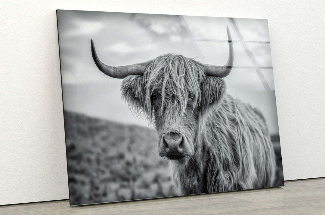 Scottish Highland Cow Glass Wall Art glass pictures for Wall, glass prints wall art