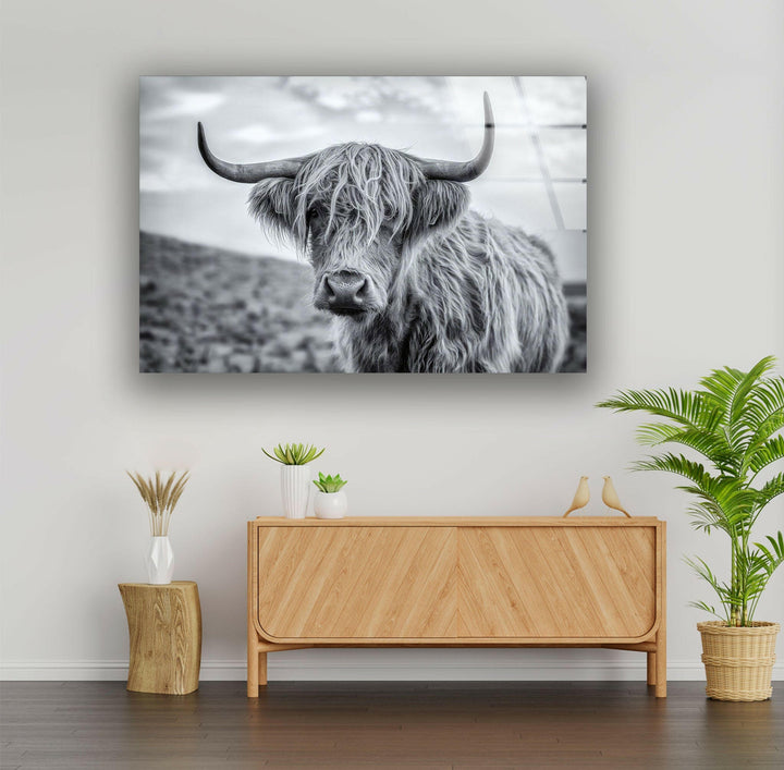 Scottish Highland Cow Glass Wall Art picture on glass wall art, photos printed on glass