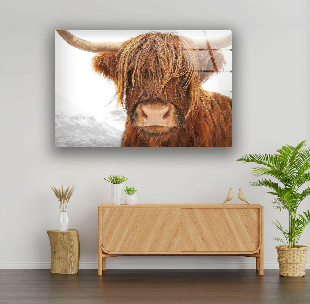 Highland Scotland Cow Glass Wall Art glass pictures for Wall, glass prints wall art