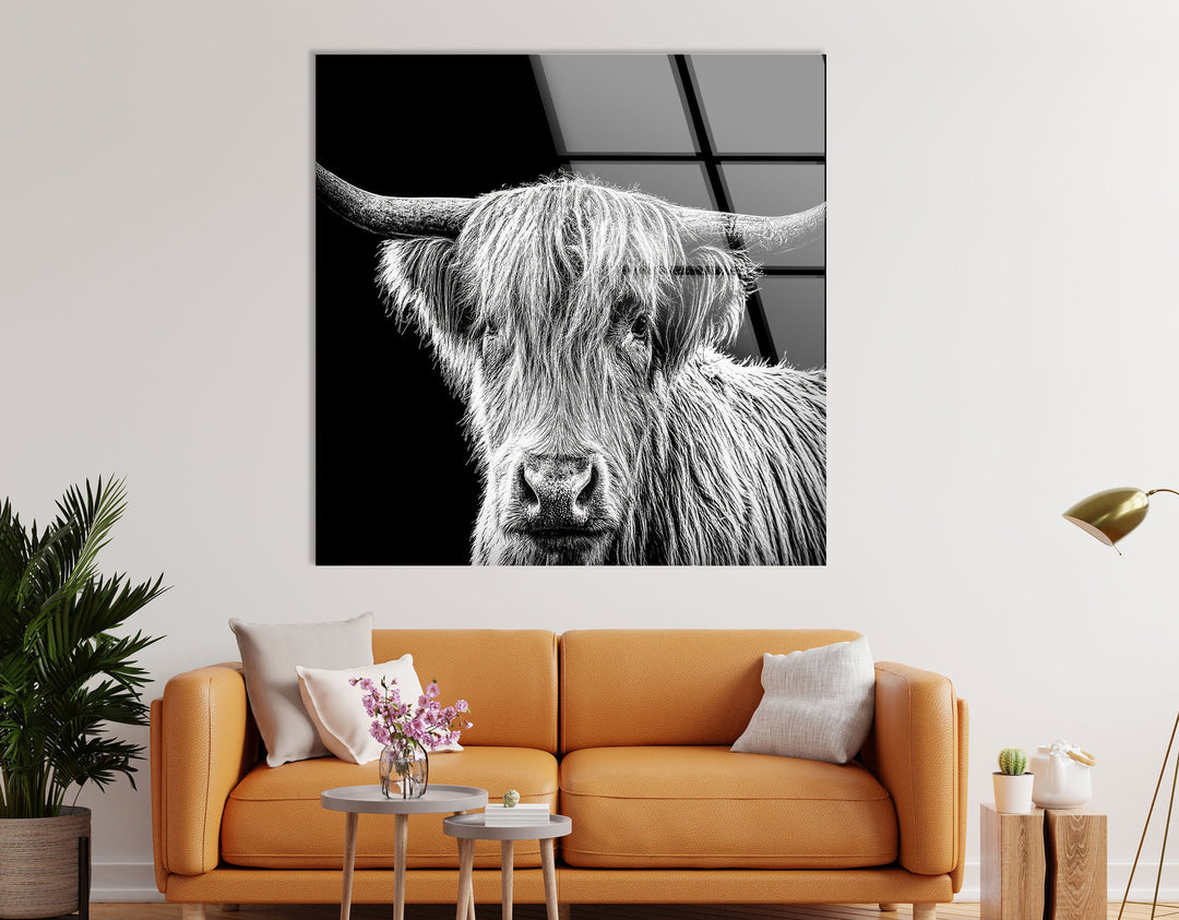 Highland Scottish Cow Glass Wall Art custom glass photo prints, large glass prints