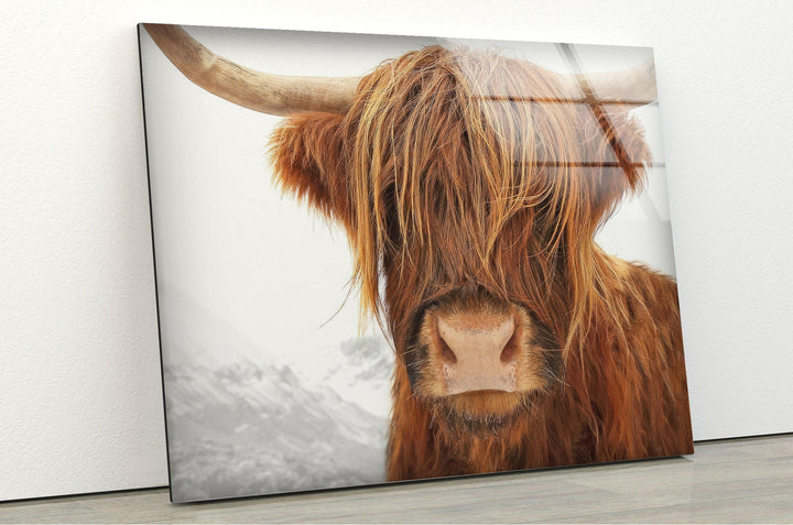 Highland Scotland Cow Glass Wall Art art glass wall art, glass wall art pictures