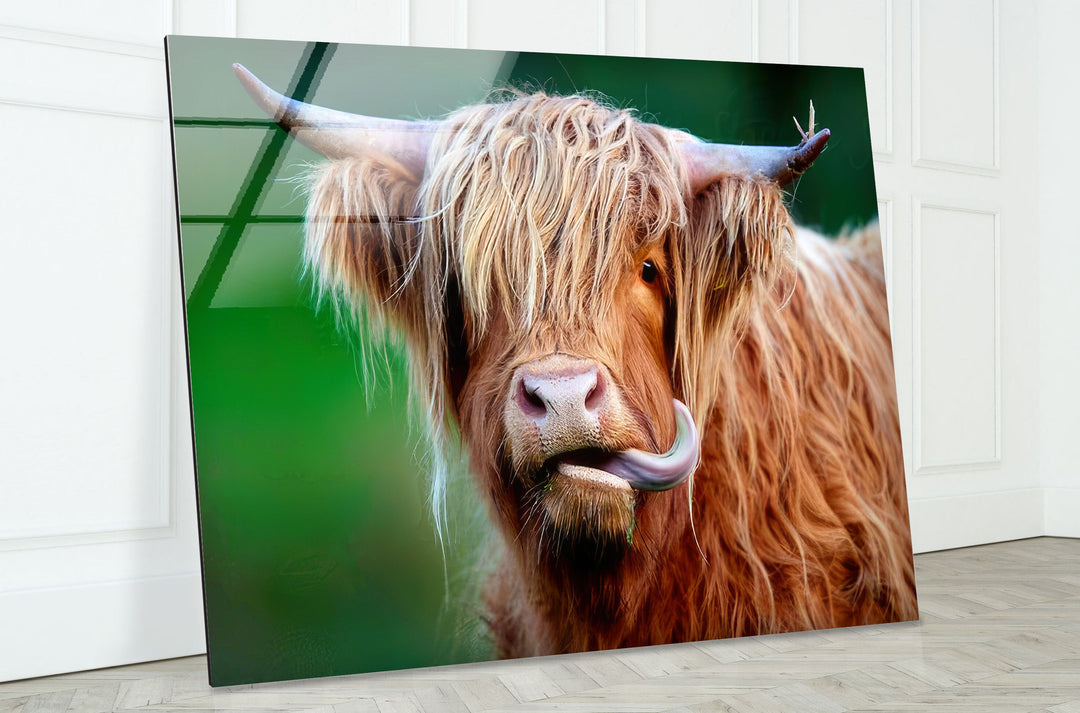 Highland Cow Glass Wall Art glass pictures for Wall, glass prints wall art