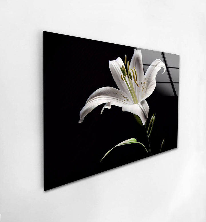 Solitary Stunning Lily Glass Wall Art, glass photo prints, glass picture prints