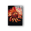 Orange Dahlia In Bloom Glass Wall Art, picture on glass wall art, photos printed on glass