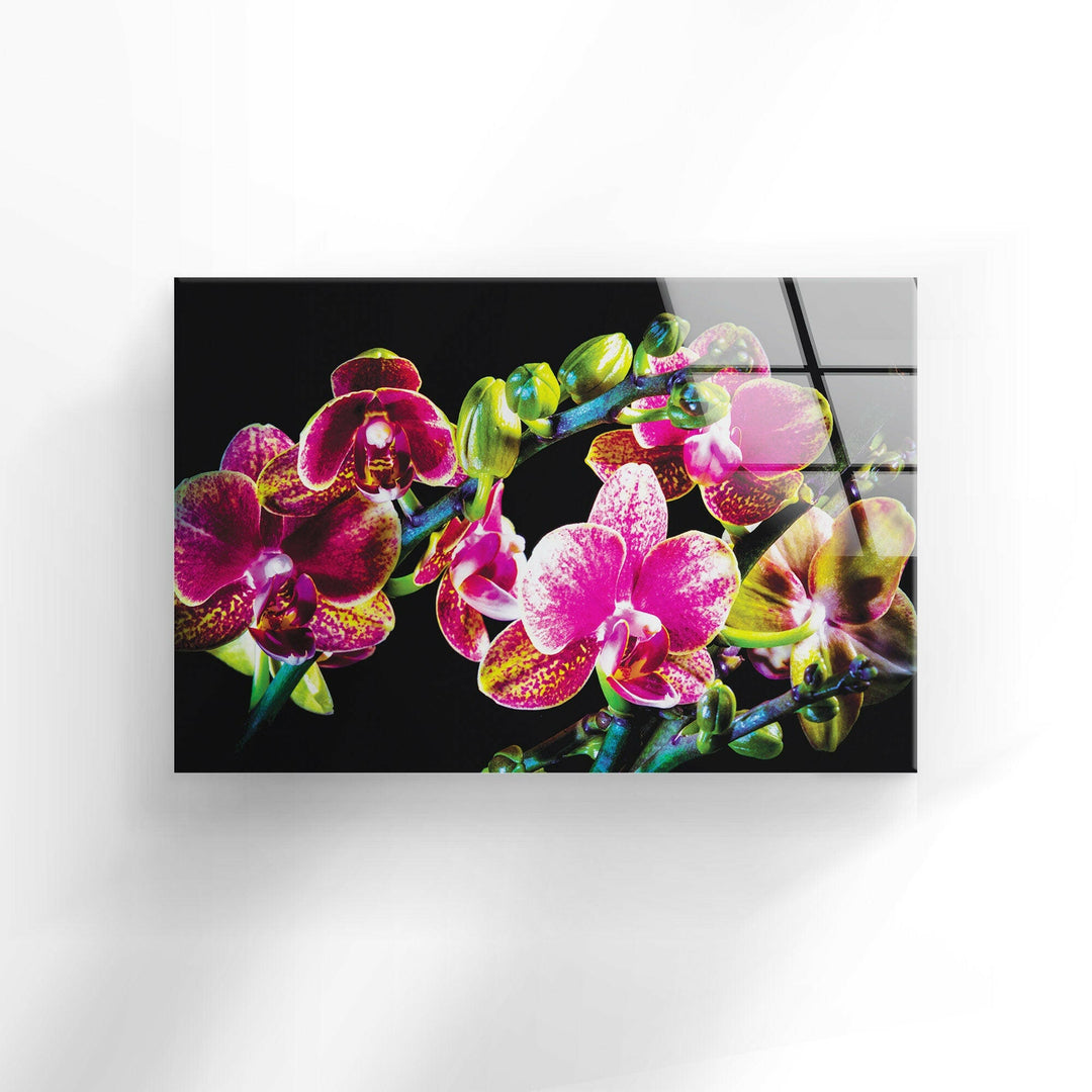 Orchid Closeup On Black Glass Wall Art, print picture on glass, Tempered Glass Wall Art

