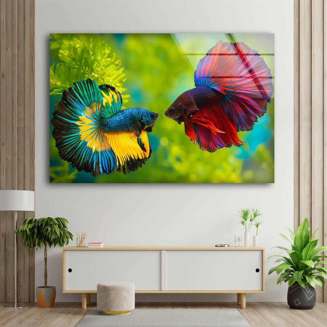 Colorful Beta Fishes Glass Wall Art glass pictures for Wall, glass prints wall art