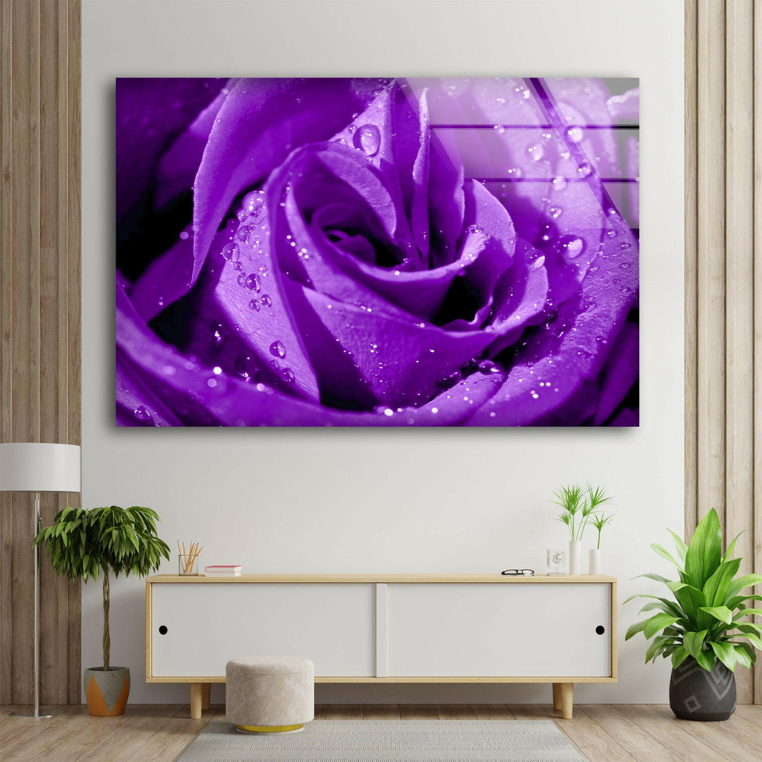 Closeup Of Purple Rose Glass Wall Art, picture on glass wall art, photos printed on glass