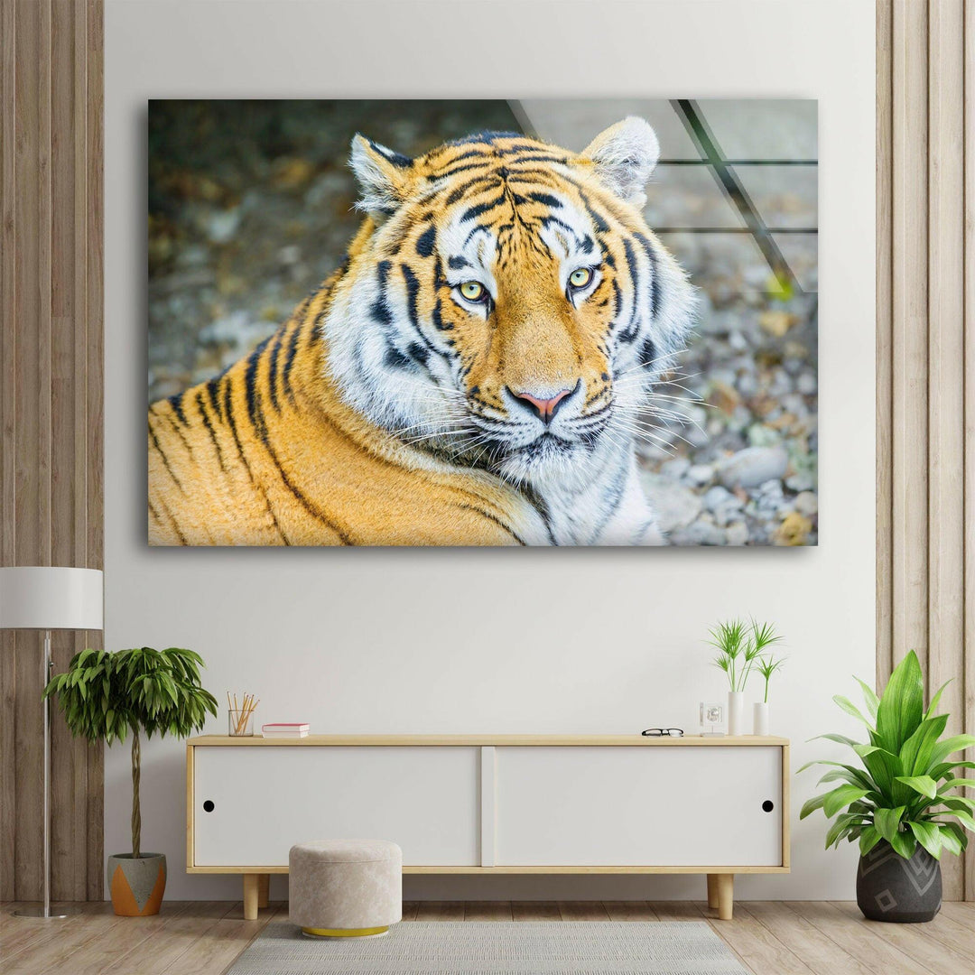 Siberian Tiger Glass Wall Art             glass wall decor, glass wall art decor