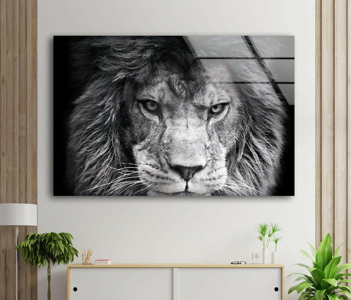 Gray Lion Animal Glass Wall Art print picture on glass, Tempered Glass Wall Art