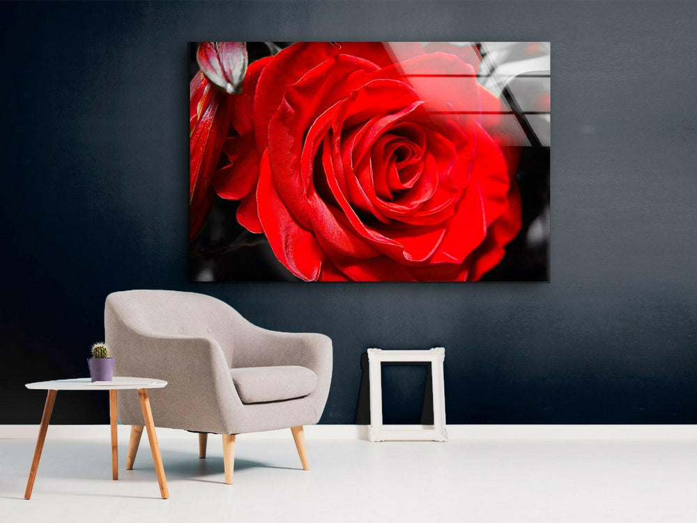 Red Rose Closeup Glass Wall Art, glass wall decor, glass wall art decor