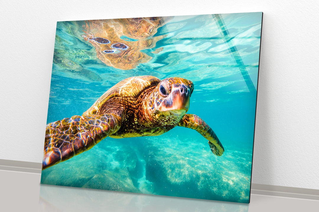 Sea Turtle Swimming Glass Wall Art large glass photo prints, glass wall photos