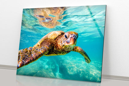 Sea Turtle Sea Life Tempered Glass Wall Art - MyPhotoStation