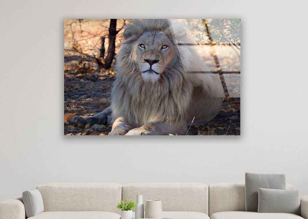 Barbary Lion Glass Wall Art photo print on glass, prints on glass wall art